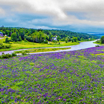 Lupins along the Hammond