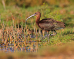 Glossy Ibis at Stanpit Marsh