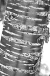 Tree - 4240 bw2