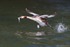Great Crested Grebe (Podiceps cristatus) running on water with p