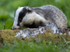 BADGER 11