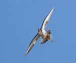 Peregrine Falcon - Falco peregrinus