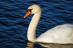 Mute Swan