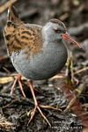 Water Rail 030216 5a