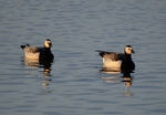 Barnacle Geese