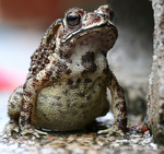 Common Indian Toad 058a