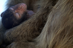 Barbary Macaque resting  (Macaca sylvanus) Grooming on the Rock of Gib