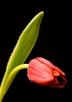 Red Tulips