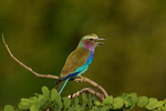 Lilac Breasted Roller