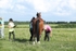 Golden Horseshoe 2025 portfolio