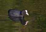 Coot