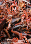 HTF001: Langoustine Catch