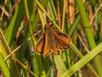 Lulworth Skipper