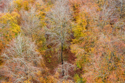 Clearly Autumn