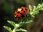Harlequin Ladybird