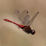 Odonata portfolio