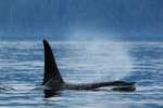 Orca (male) surfaces, Johnstone Strait, Canada