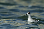 Red-necked Phalarope (juvenile), Farmoor
