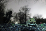 Common toads in Amplex in Bristol UK