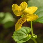 Yellow wood violet (Viola biflora)