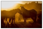 Wild Horses - 04
