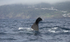 Sperm Whale Fluke, Pico Island, Azores