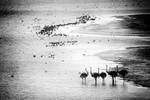 ostrich-watering-hole-pinhole-mono