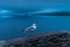 Seagull at Slea Head in County Kerry