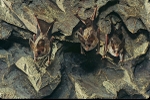 California Leaf-Nosed Bats - Calif., USA