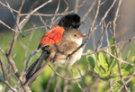 Red Wren Pair 1