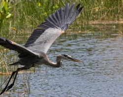 Great Blue Heron _0098