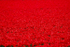 Seeing "Red"