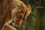 Asiatic Lioness (Cotswold Wildlife Park)