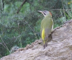 Levaillants Green Woodpecker
