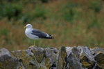 Fife_Herring Gull 0008