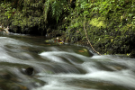 Dartmoor _ DR 015