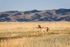 Pronghorn Morning