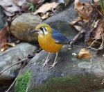 Orange Headed Thrush