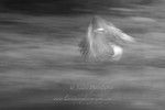 Osprey Poetry in Motion