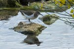 Common Sandpiper