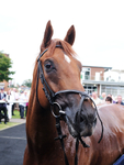 260724-Graham Lee Stable Staff Stakes-10