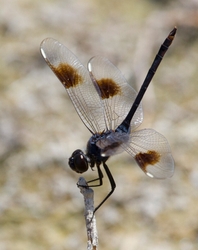 Dragonflies _0041