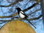 Magpie