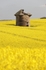 Oil seed rape,Leuchars
