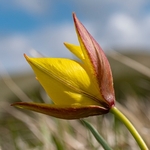 Yellow tulip (Tulipa australis) aslo Tulipa sylvestris ssp australis 
