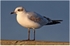 1st-yr Med Gull ( 3 )
