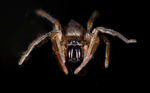 Sac Spider