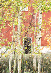 TREES WEEK #41