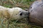 Grey Seal Pup