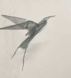 Arctic Tern Hovering